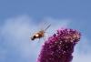 Hemaris fuciformis